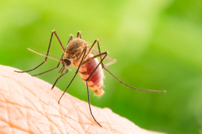 mit o malariji