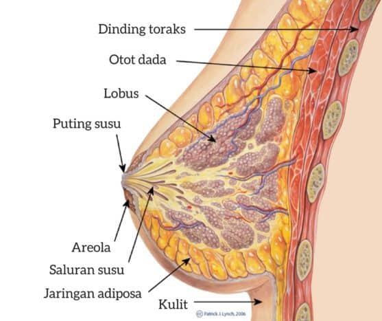 anatomijo dojk