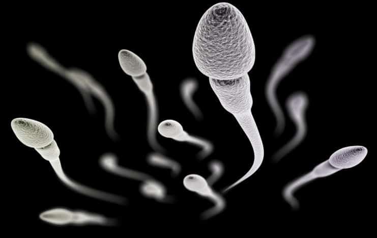 kakovost sperme