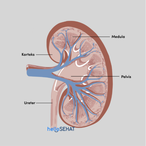 anatomijo ledvic
