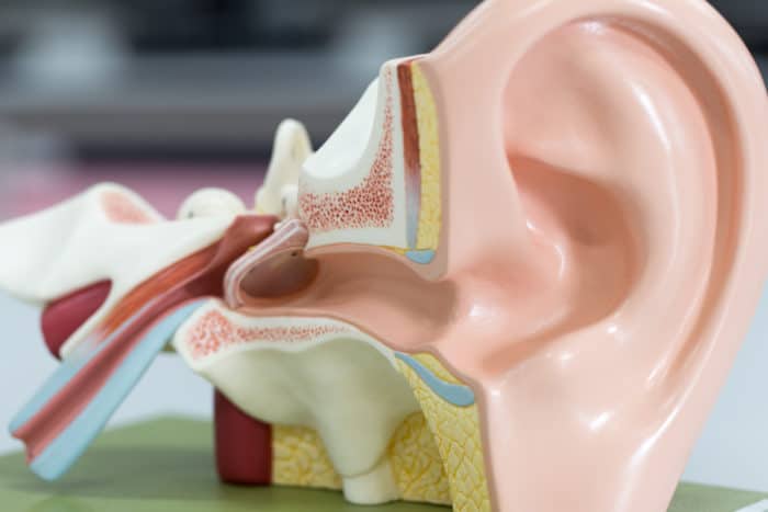 anatomijo ušesa