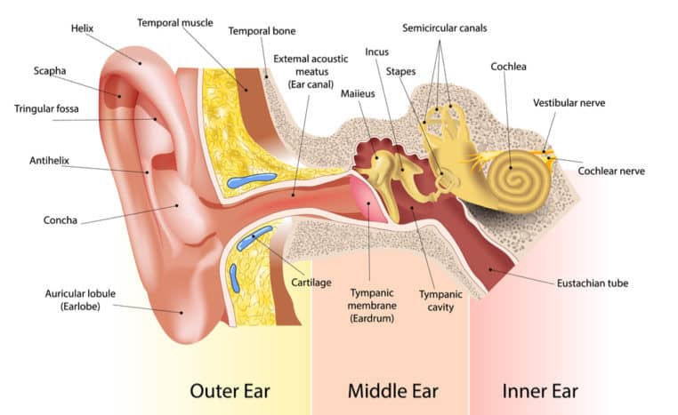 del ušesa