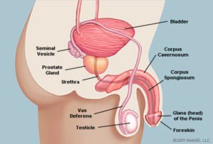 Anatomija penisa je videti stransko (vir: WebMD)