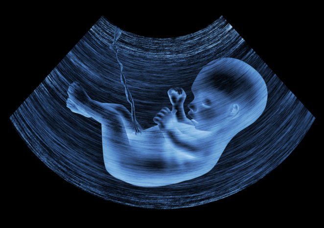 fetalni razvoj v maternici
