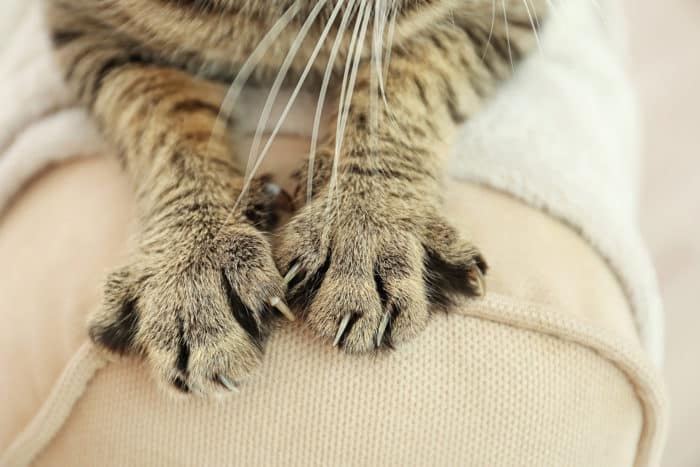 bartoneloza mačka scratch bolezen je