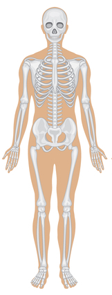 skeletnega sistema