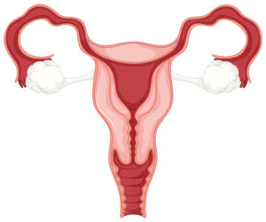 ženskega reproduktivnega sistema