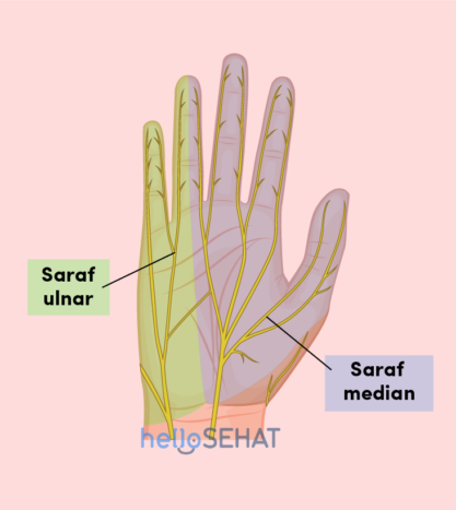 slika roke - srednji laktarski živci