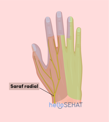 podoba roke - radialni živci