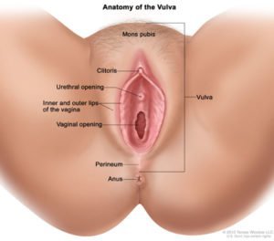 Izgleda na prostem in vulva (vir: sami naši organi)